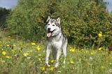 ALASKAN MALAMUTE 430